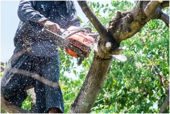 tree services Burke Centre